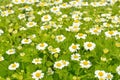 Flowers feverfew (Tanacetum parthenium)