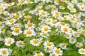 Flowers feverfew Tanacetum parthenium