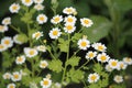 Flowers of feverfew Tanacetum parthenium, syn. Pyrethrum parthenium plant