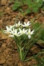 Flowers in the field