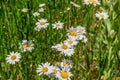 Flowers in a Field