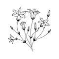 Flowers Field Bells. Vector stock illustration eps10. Outline, hand drawing. Isolate on a white background.