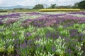 Flowers field in Boon Rawd Farm,Thailand Royalty Free Stock Photo