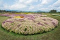 Flowers field in Boon Rawd Farm,Thailand Royalty Free Stock Photo