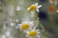 Flowers field chamomile after the rain in the rays of the setting sun Royalty Free Stock Photo