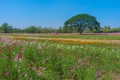 Flowers Field and Clear Sky