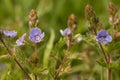 Flowers field close-up, in the meadow in the summer Royalty Free Stock Photo
