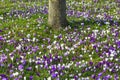 Flowers field crocuses in spring grass with tree Royalty Free Stock Photo