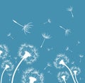 Flowers of field dandelion. Royalty Free Stock Photo