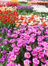 Flowers field with different colored tulips