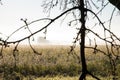 Flowers field on foggy winter morning seen through tree branches Royalty Free Stock Photo