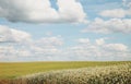 Flowers in the field