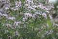 flowers in the field macro photo beauty bokeh