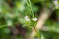 Flowers of a field madder, Sherardia arvensis