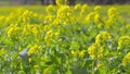 Flowers of Field mustard,in Showa Kinen Park,Tokyo,Japan