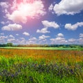 Flowers field on a perfect blue sky background with clouds. rural landscape Royalty Free Stock Photo