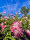 Pink Calliandra flowers in the garden coloring the landscape during dawn. Royalty Free Stock Photo