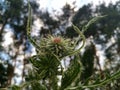 Flowers at field with plants