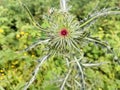 Flowers at field with plants