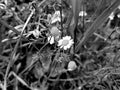 Flowers at field with plants