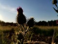 Flowers at field with plants