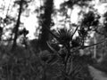 Flowers at field with plants