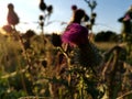 Flowers at field with plants