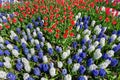 Flowers field with red white blue tulips and hyacinths Royalty Free Stock Photo