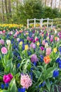 Flowers field with tulips hyacinths and bridge