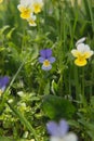 Flowers in the field. Wildlife on a sunny day. Flowers growing on green grass and give joy to all