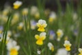 Flowers in the field. Wildlife on a sunny day. Flowers growing on green grass and give joy to all