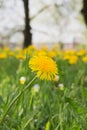 Flowers in the field. Wildlife on a sunny day. Flowers growing on green grass and give joy to all