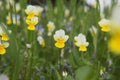 Flowers in the field. Wildlife on a sunny day. Flowers growing on green grass and give joy to all