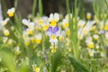 Flowers in the field. Wildlife on a sunny day. Flowers growing on green grass and give joy to all