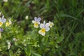 Flowers in the field. Wildlife on a sunny day. Flowers growing on green grass and give joy to all