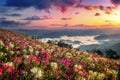 Flowers fields and sunrise viewpoint at Mon Mok Tawan in Tak province, Thailand Royalty Free Stock Photo