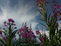 Flowers of fireweed against a cloudy sky. Harvesting herbal tea. Space for text.