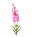 Flowers of fireweed. Rosebay willowherb. Chamaenerion angustifolium logo. Isolated fireweed on white background