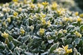 Flowers after the first frost Royalty Free Stock Photo