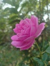 Photo of the Rose Flower in Spring Time. Beautiful nature background photos. Royalty Free Stock Photo