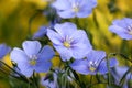 Flowers of flax austriacum.