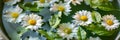 Flowers Floating in a Bowl of Water Royalty Free Stock Photo