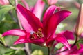 Flowers and flora from Wanaka New Zealand; Bloom of lily, Pink flower. Royalty Free Stock Photo