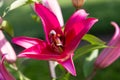 Flowers and flora from Wanaka New Zealand; Bloom of lily, Pink flower. Royalty Free Stock Photo