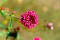 Flowers and flora from Wanaka New Zealand. Centranthus ruber, Red Valerian.