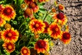 Flowers and flora from Wanaka New Zealand; Firewheel Blanketflower, indian blanketflower, Gaillardia pulchella Royalty Free Stock Photo