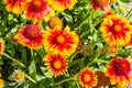 Flowers and flora from Wanaka New Zealand; Firewheel Blanketflower, indian blanketflower, Gaillardia pulchella Royalty Free Stock Photo