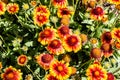 Flowers and flora from Wanaka New Zealand; Firewheel Blanketflower, indian blanketflower, Gaillardia pulchella Royalty Free Stock Photo