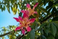 Flowers of floss silk tree on a blurred natural background