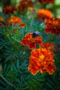 Flowers on a flower bed marigold with a bumblebee Royalty Free Stock Photo